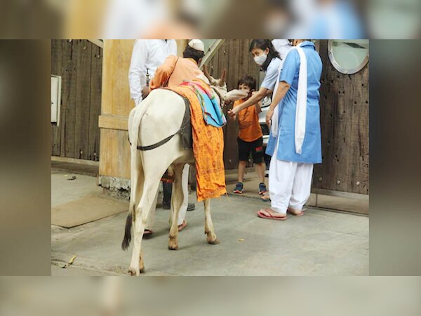 गौ सेवा करते नजर आए तैमूर अली खान, घर के बाहर आई गाय को खिलाया चारा