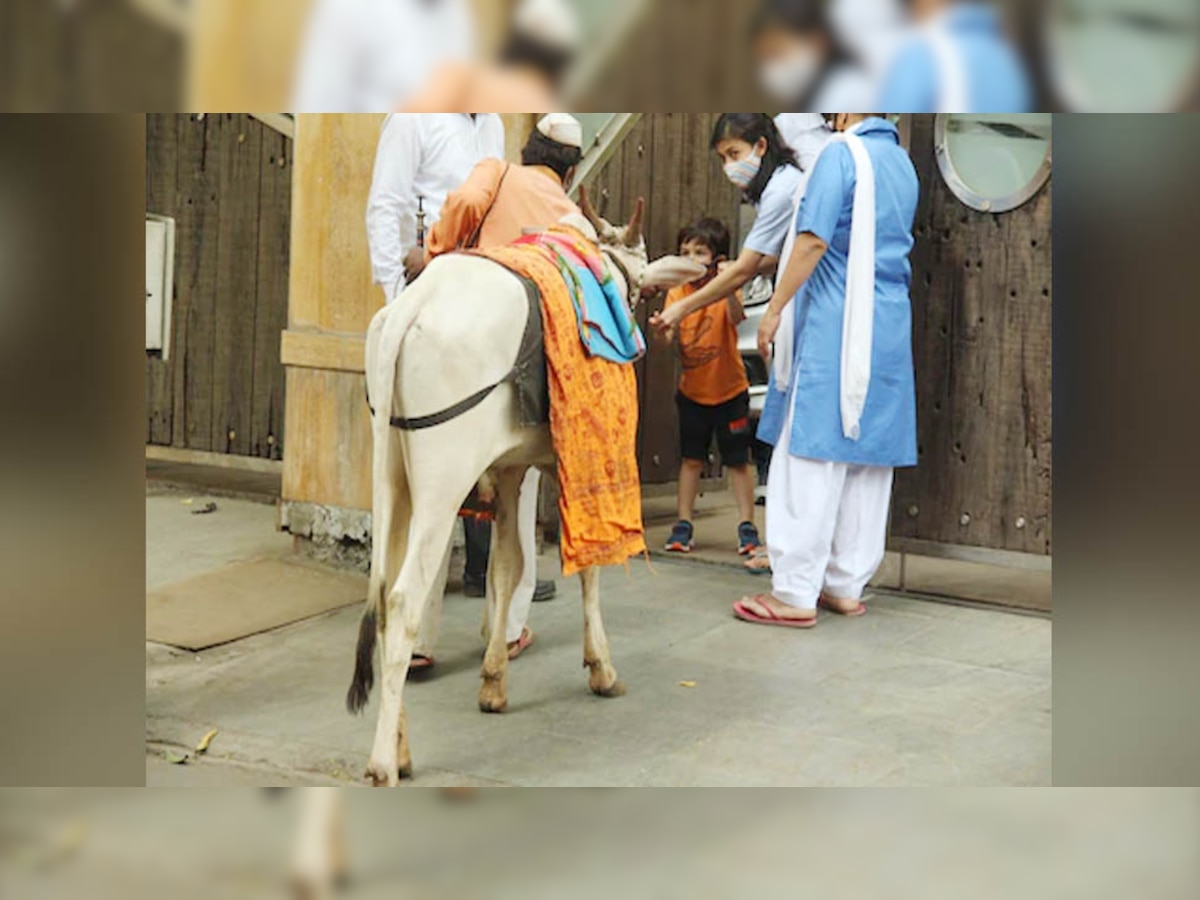 गौ सेवा करते नजर आए तैमूर अली खान, घर के बाहर आई गाय को खिलाया चारा