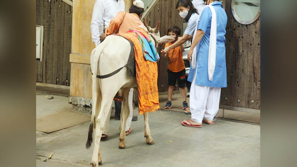 गौ सेवा करते नजर आए तैमूर अली खान, घर के बाहर आई गाय को खिलाया चारा गौ सेवा करते नजर आए तैमूर अली खान, घर के बाहर आई गाय को खिलाया चारा