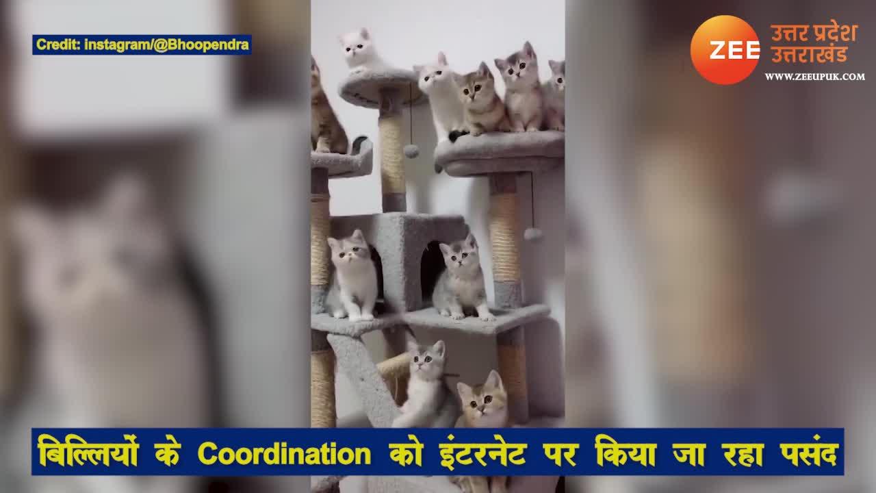 Viral Video of Cats coordination on O betaji song getting viral on