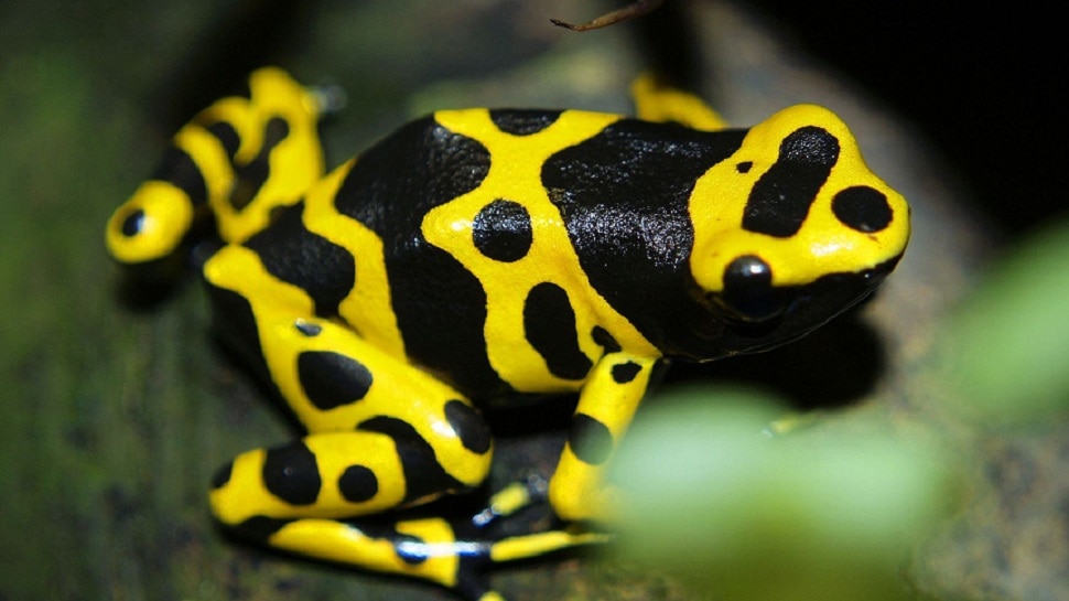 most-poisonous-frog-cost-150000-rs-for-test-most-poisonous-frog