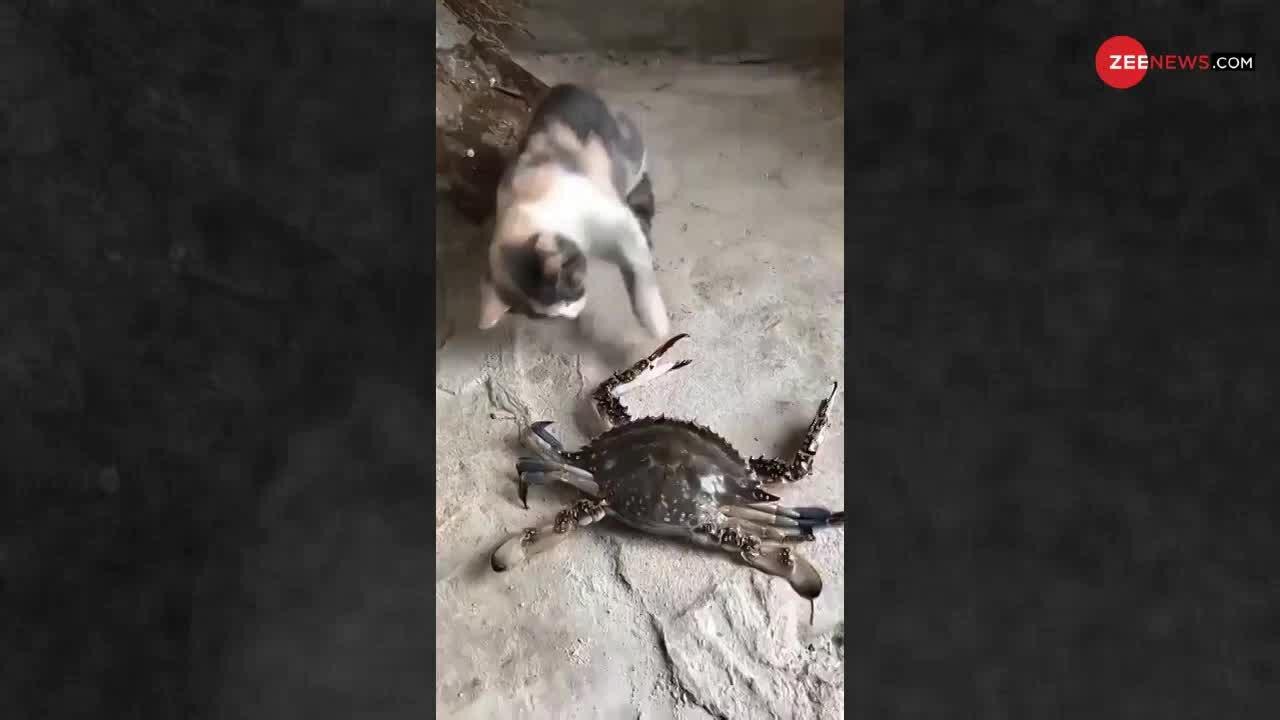 Cat and crab fight goes viral on social media केकड़े ने सिखाया बिल्ली