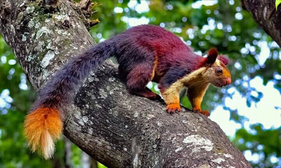 What Is Hindi Meaning Of Flying Squirrel