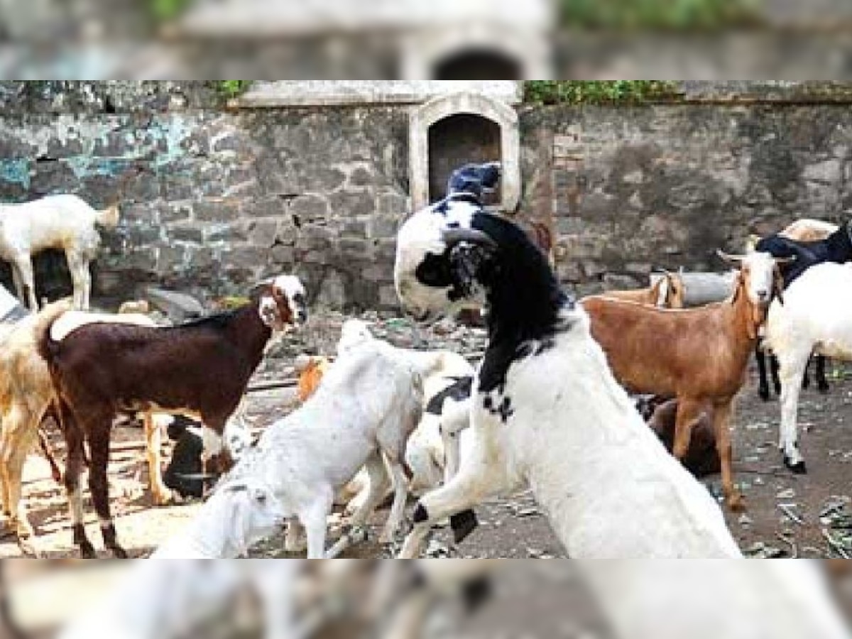 प्रतीकात्मक तस्वीर. 