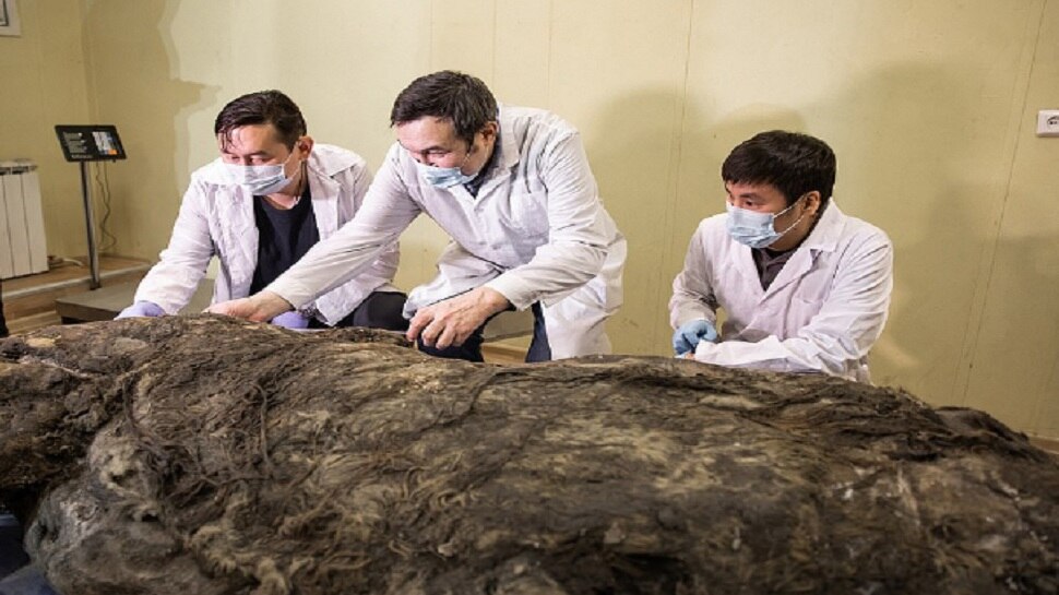 Rhino Body 40 Thousand Years Old
