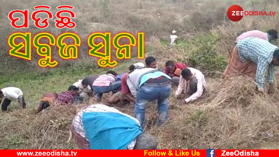 ରାସ୍ତାକଡରେ ଗଞ୍ଜେଇ, ଗୋଟାଇବାରେ ବ୍ଯସ୍ତ ପଥଚାରୀ ରାସ୍ତାକଡରେ ଗଞ୍ଜେଇ, ଗୋଟାଇବାରେ ବ୍ଯସ୍ତ ପଥଚାରୀ