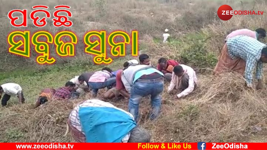 ରାସ୍ତାକଡରେ ଗଞ୍ଜେଇ, ଗୋଟାଇବାରେ ବ୍ଯସ୍ତ ପଥଚାରୀ