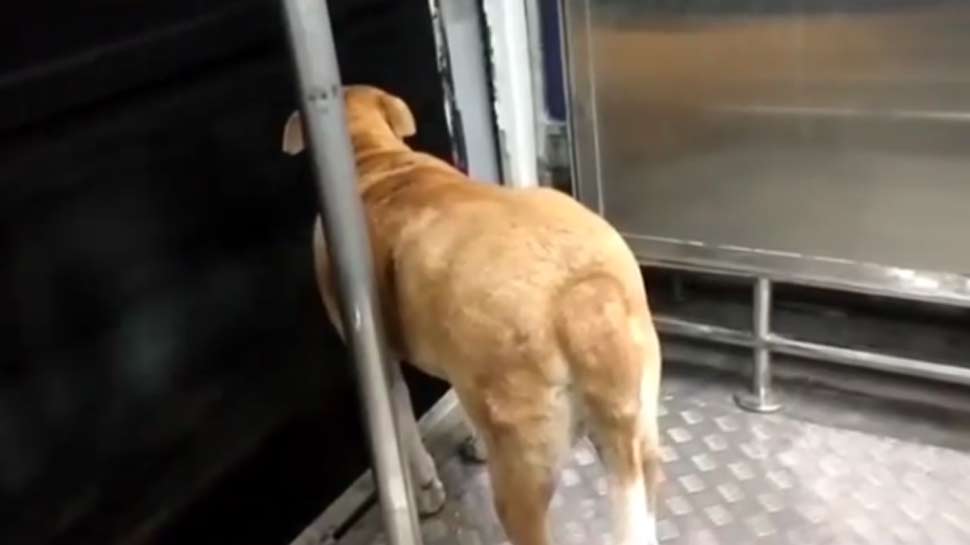 Mumbai Local में कुत्ते का सफर देख हैरान हुए लोग, स्टेशन पर उतरा तो मिली वाहवाही Mumbai Local में कुत्ते का सफर देख हैरान हुए लोग, स्टेशन पर उतरा तो मिली वाहवाही