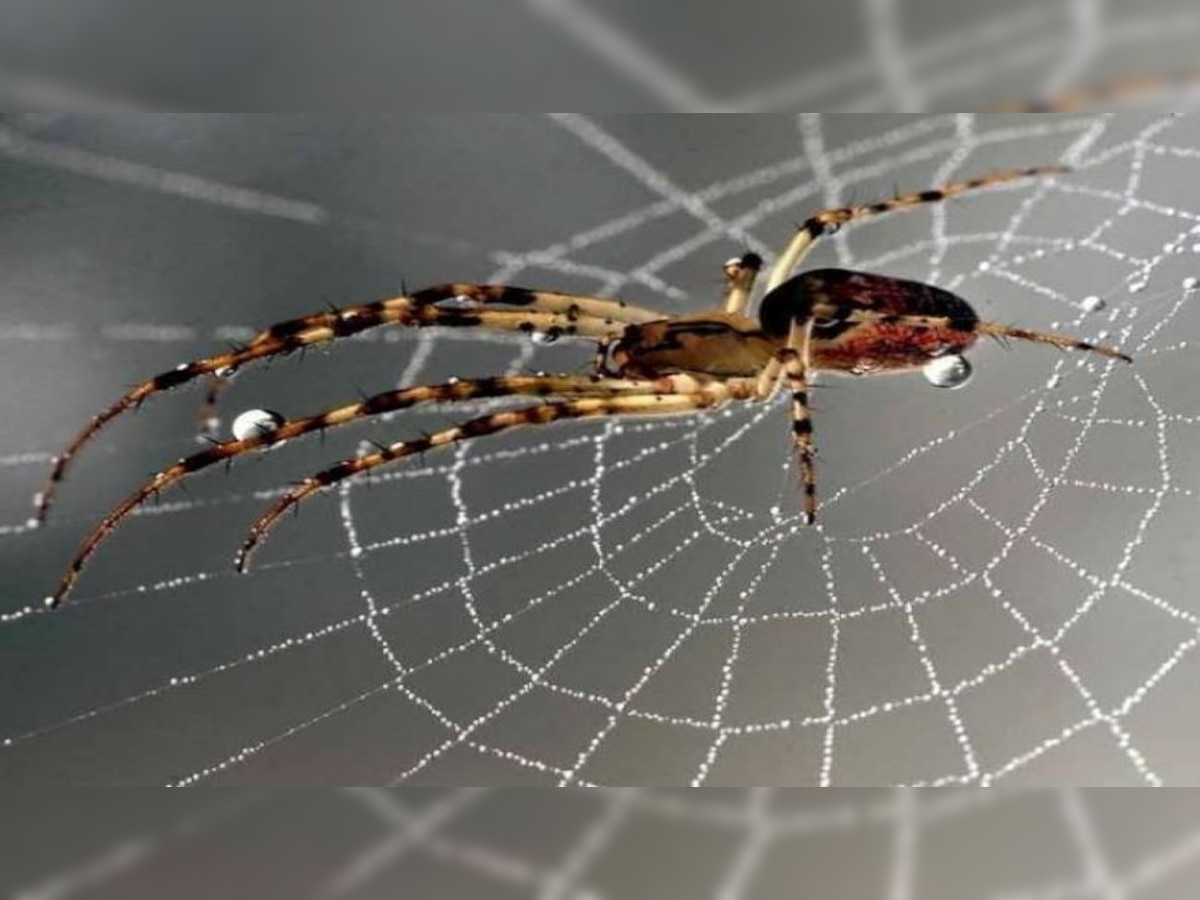 easy tips to remove spider web makdi ke jale | Spider Webs Or Cobwebs ...