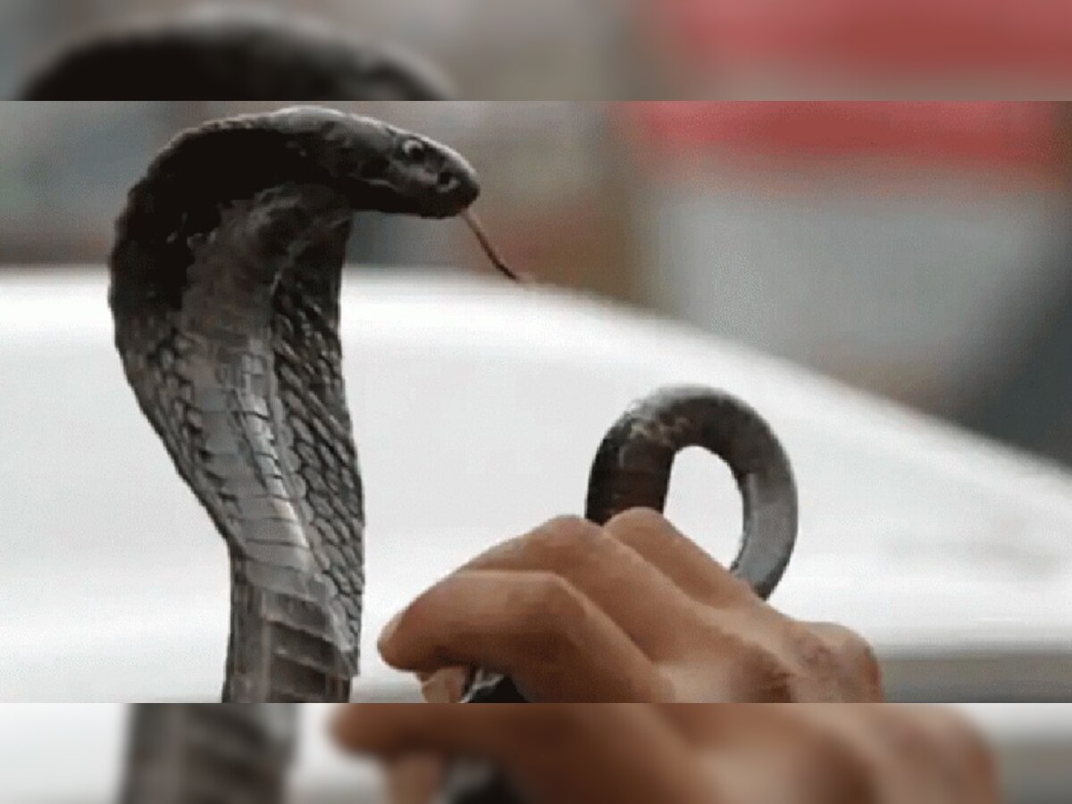 Snake Dream Interpretation: सपने में सांप को देखने का मतलब?, जानिए कितना शुभ-कितना अशुभ