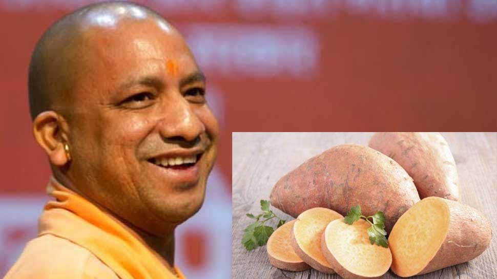 UP Government is Thinking of Adding Golden Sweet Potato in Mid Day Meal