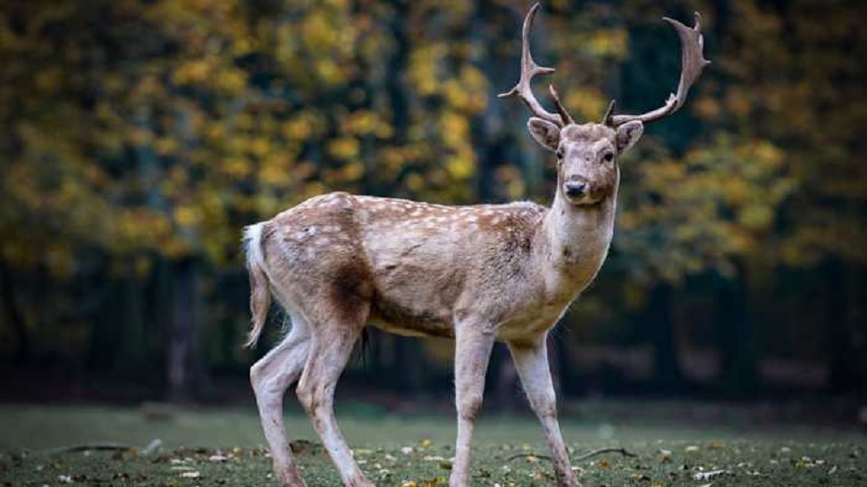 Baran news Farmers upset by deer Nilgai terror | Baran में हिरण-नीलगायों के 'आतंक' से किसान परेशान, प्रशासन और वन विभाग बना मूकदर्शक! | Hindi News, कोटा Baran news Farmers upset by deer Nilgai terror | Baran में हिरण-नीलगायों के 'आतंक' से किसान परेशान, प्रशासन और वन विभाग बना मूकदर्शक! | Hindi News, कोटा