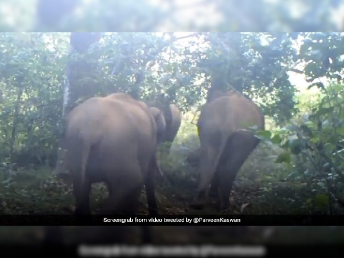 जब जंगल में हाथी ने किया डांस, ऐसे थिरकाने लगा पैर, सोशल मीडिया पर वायरल हुआ Video