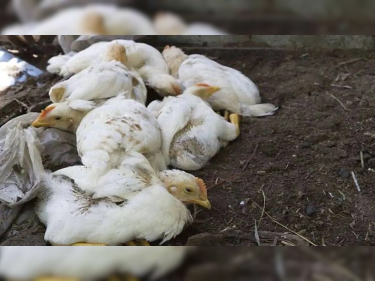वैशाली में 8000 मुर्गो की मौत हो गई. (फाइल फोटो)