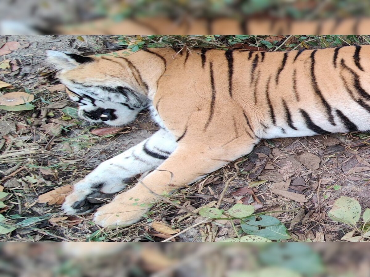 बगहा में वाल्मीकि टाइगर परियोजना में बाघ की मौत का मामला.
