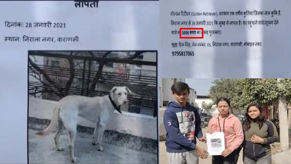 Varanasi Missing Dog Posters in Niralanagar Colony Reward of 5000 ...