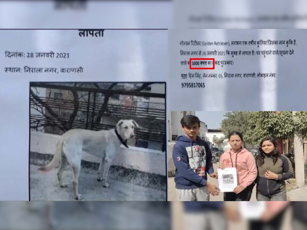 इस डॉगी को ढूंढ कर लाएंगे तो मिलेगा 5 हजार का इनाम, इस शहर में लगे पोस्टर 