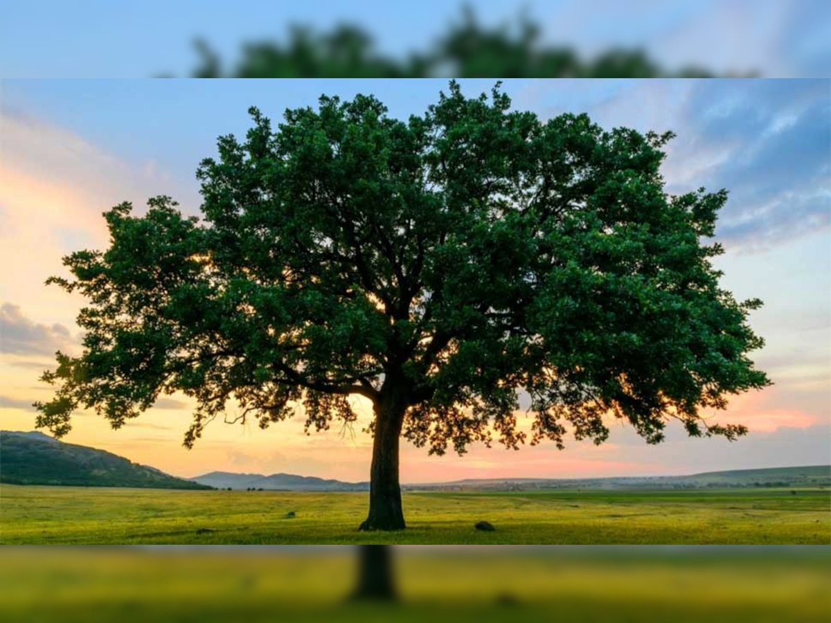 प्रतीकात्मक तस्वीर