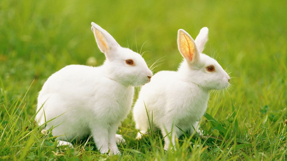 rabbit potty know Why the vegetarian rabbit eats his own potty| Rabbits: खूबसूरती बरकरार रखने के लिए अपनी ही Potty खाता है खरगोश, जानिए इससे जुड़ी रोचक बातें | Hindi News, विज्ञान