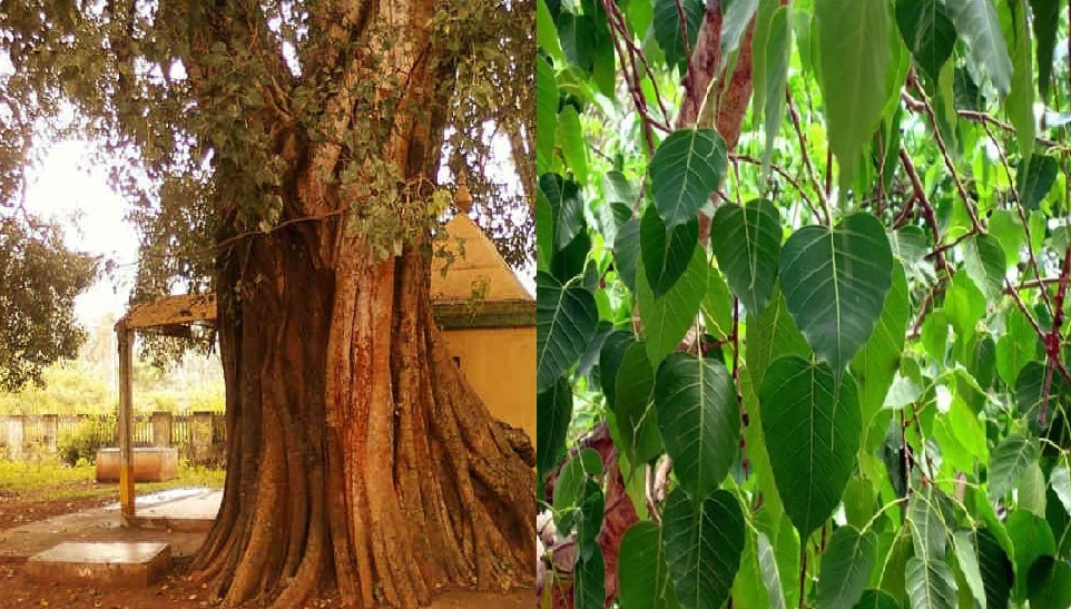 spiritual peepal tree know the facts pcup | भूत-पिशाच या देवताओं का वास, जानिए पीपल के पेड़ पर किसका होता है राज ! | Hindi News, UPUK Trending News