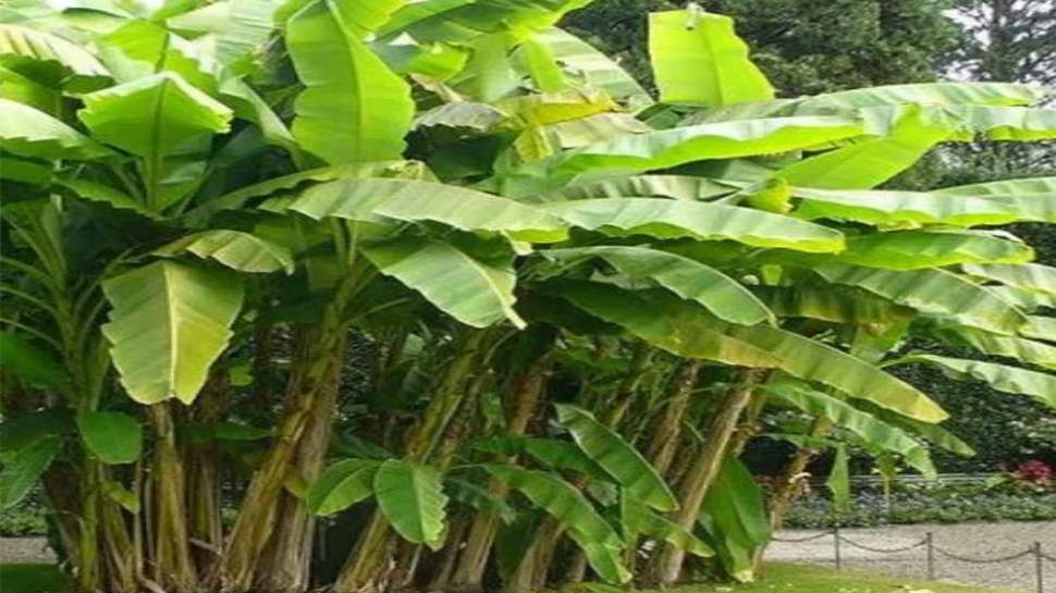 plant banana tree
