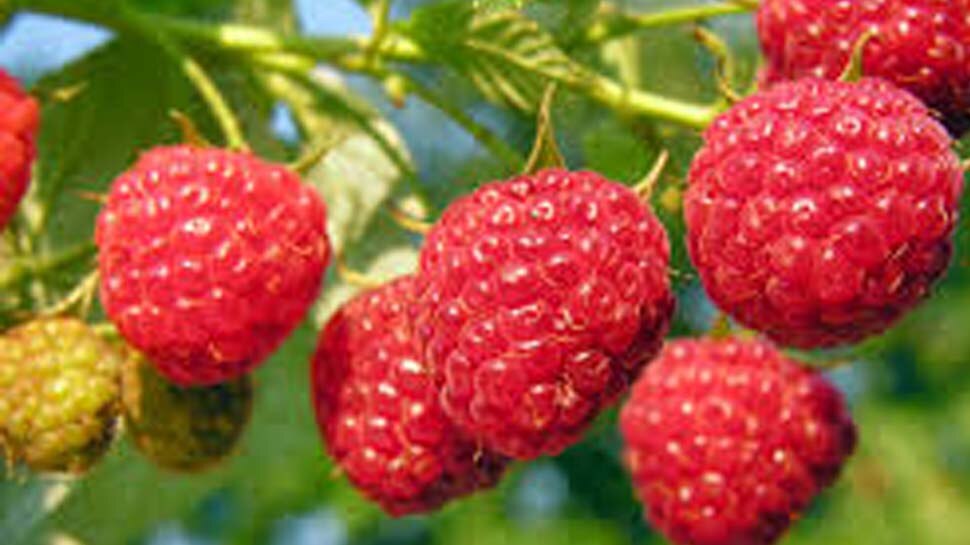 Raspberry khane ke Fayde Benefits of Raspberry mpas Health Tips