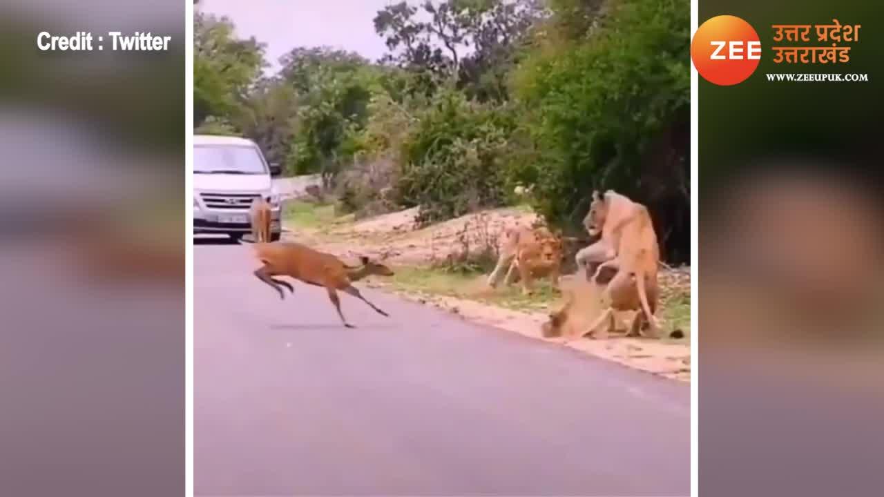 Shocking Video Lions Walking And Suddenly Deer Come And Then What