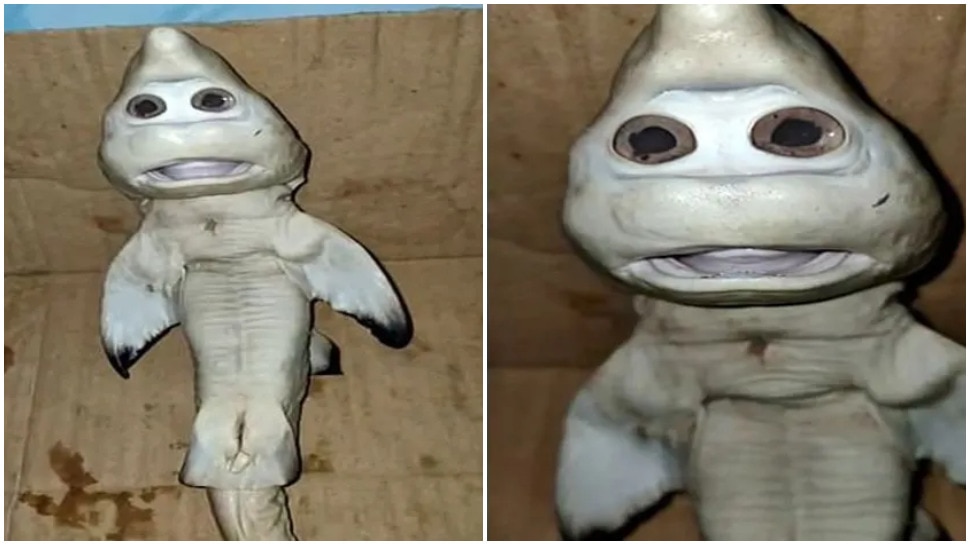 viral photo of baby shark human face mutant fish in indonesia weird news | Baby Shark Human Face: इंसानों जैसा है मछली के बच्चे का चेहरा, Indonesia में हुआ गजब कारनाम |