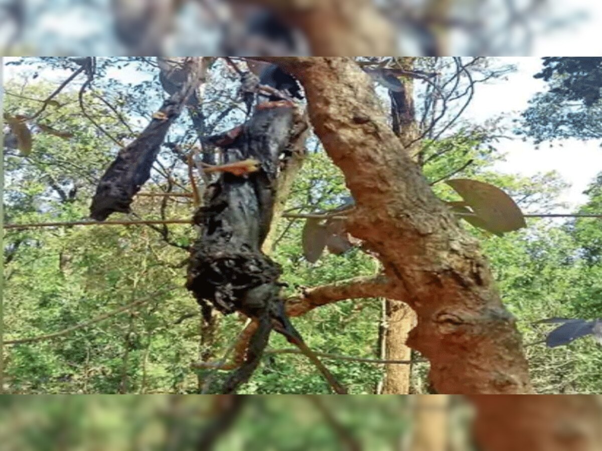 कांकेर: फोर्स के लिए नक्सली लगा रहे थे बम, विस्फोट हुआ खुद उड़ें, पेड़ पर लटके मिले चिथड़े