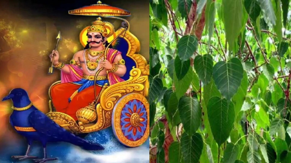 worshipping peepal tree on saturday makes shani dev happy know its
