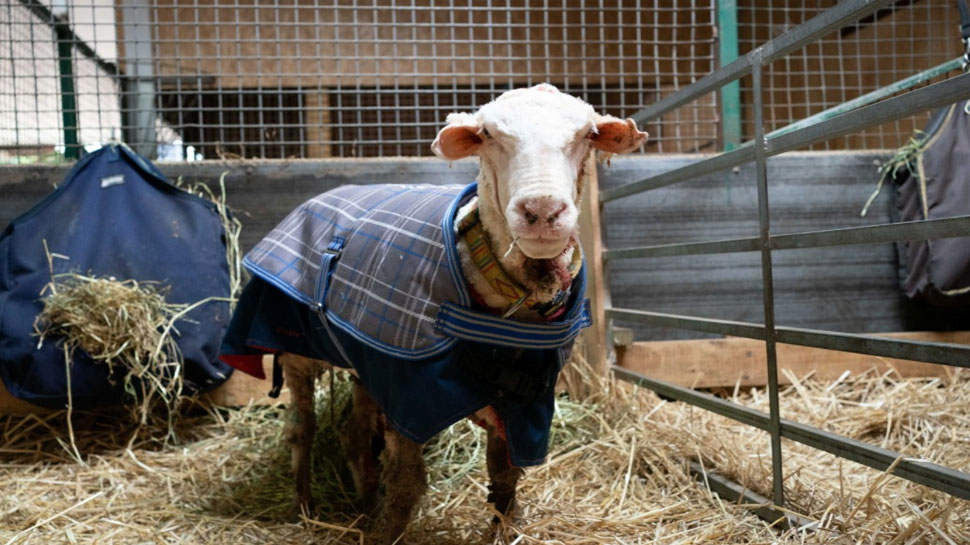 Baarack Sheep is seen before his thick wool was shorn