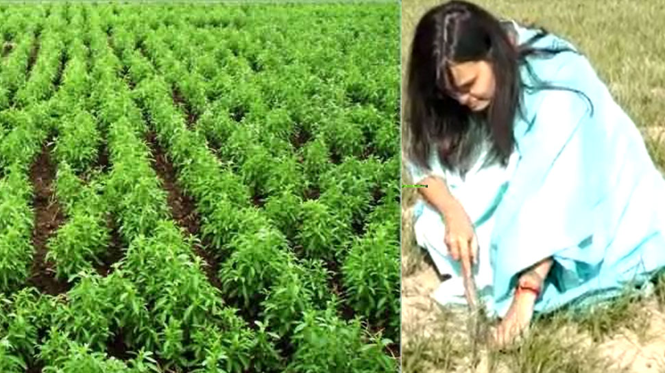 सिंगापुर में लाखों के पैकेज की नौकरी छोड़ लखीमपुर में खेती कर रहीं स्वाति, खड़ी कर दी खुद की कंपनी