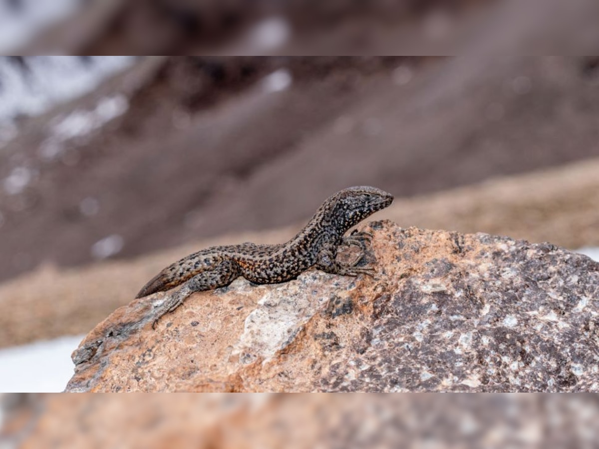 Weird Reptiles Liolaemus Tacnae: इस छिपकली ने तोड़े वर्ल्ड रिकॉर्ड, 17,716 फीट की ऊंचाई पर रहने वाली Reptile