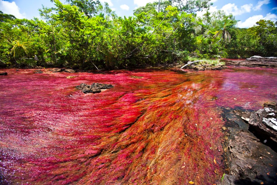 रिवर ऑफ फाइव कलर्स Caño Cristales