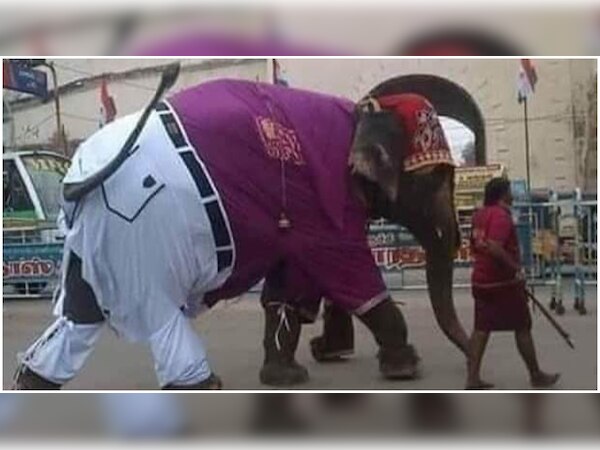 Social Media ରେ ଭାଇରାଲ ହେଉଛି ହାତୀର ଷ୍ଟାଇଲିସ ଫଟୋ 