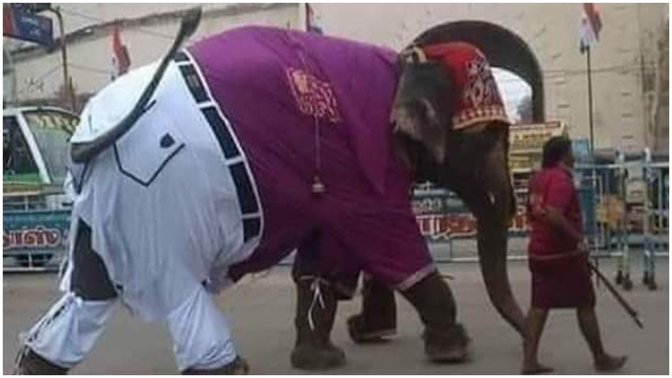 Social Media ରେ ଭାଇରାଲ ହେଉଛି ହାତୀର ଷ୍ଟାଇଲିସ ଫଟୋ Social Media ରେ ଭାଇରାଲ ହେଉଛି ହାତୀର ଷ୍ଟାଇଲିସ ଫଟୋ