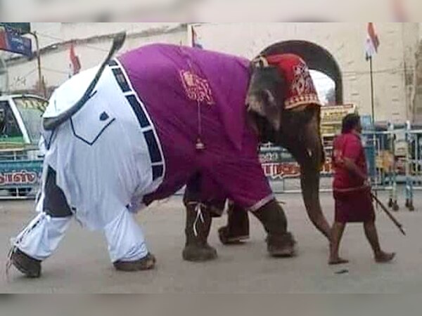 पैंट-शर्ट पहने सड़क पर जा रहा था हाथी, आनंद महिंद्रा इस कैप्शन के साथ किया ट्वीट