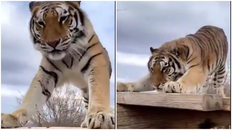 Viral Video Of A Tiger Doing Pushups Surya Namaskar To Stay Fit | Viral ...