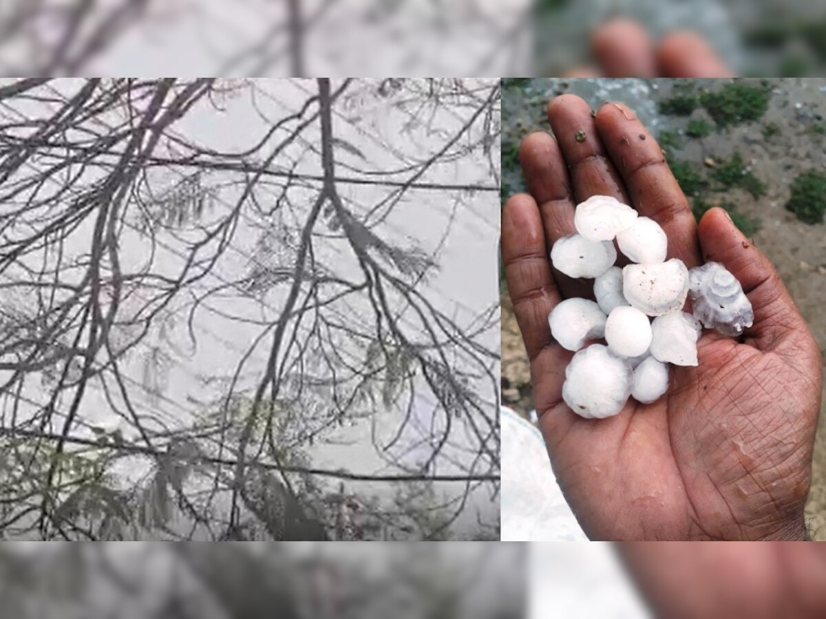 मध्य प्रदेश मौसम: भोपाल समेत यहां हुई ओलावृष्टि से फसलें बर्बाद, इन इलाकों में तेज बारिश की संभावना, जानें