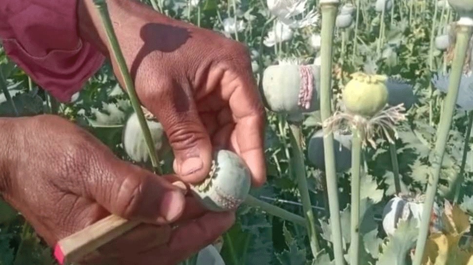 MP: सरकार ने किसानों से मांगा 5 साल के डोडा चूरा का हिसाब, अफीम काश्तकारों की बढ़ी परेशानियां