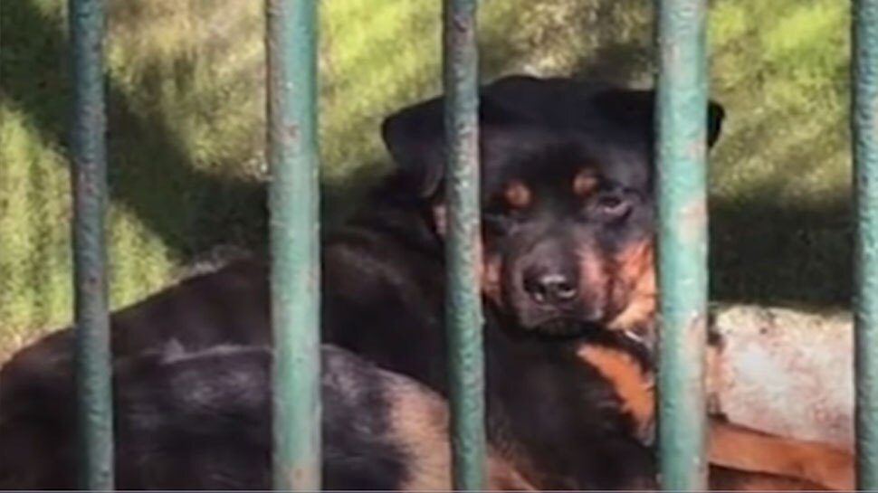 Chinese Zoo में Wolf के पिंजरे में रखा गया Dog, ऐसे खुल गई पोल