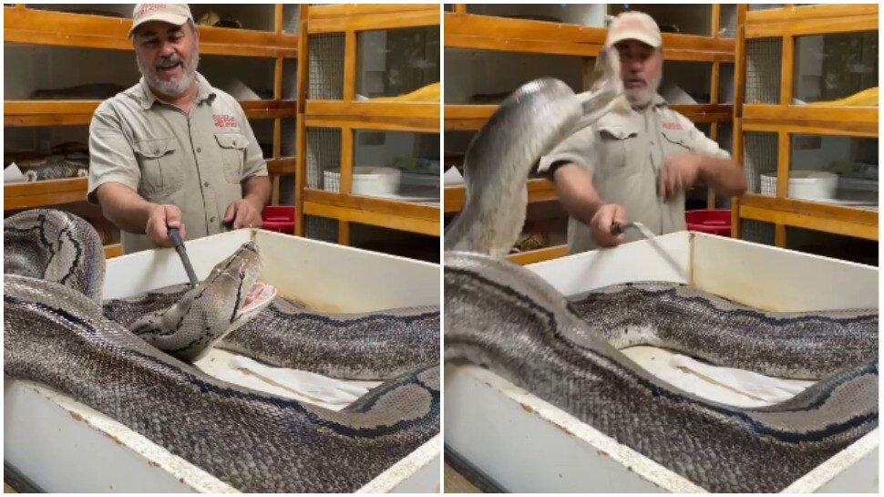 instagram viral video of dangerous python snake attacking california ...