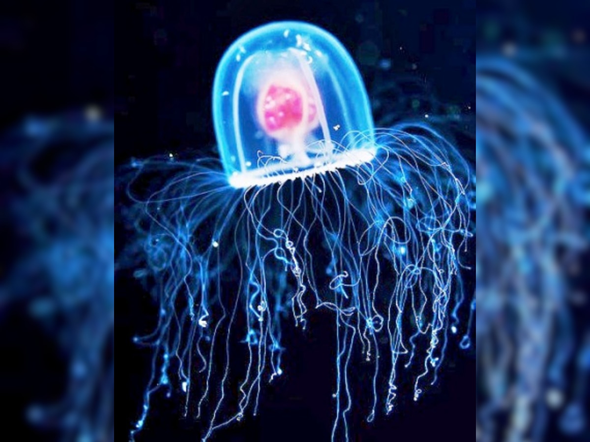 Immortal Jellyfish Turritopsis Dohrnii is the only living organism on ...