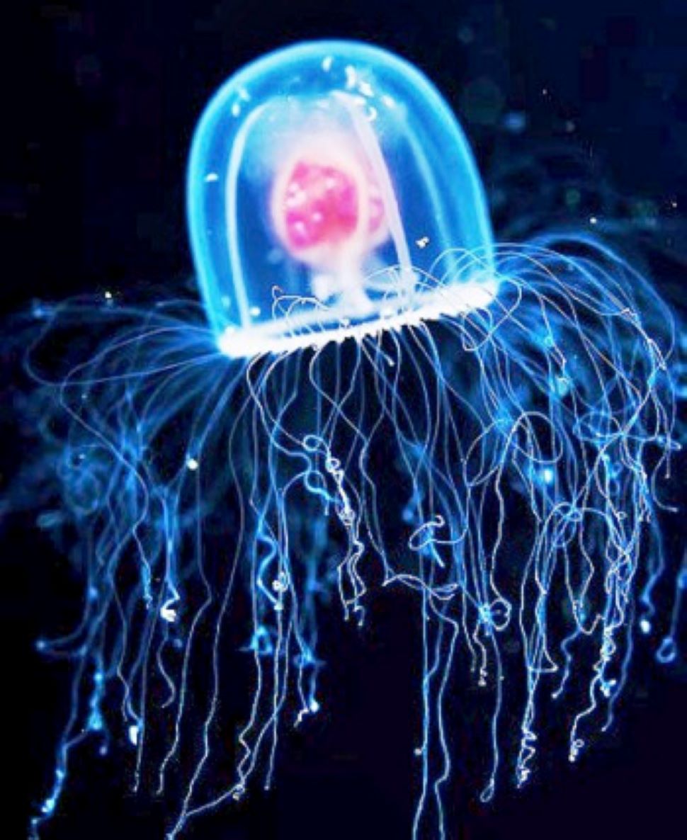 Immortal Jellyfish Turritopsis Dohrnii is the only living organism on ...