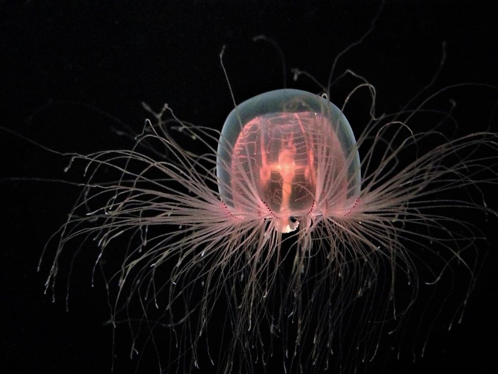 Immortal Jellyfish 