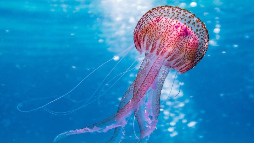 Immortal Jellyfish Turritopsis Dohrnii is the only living organism on ...