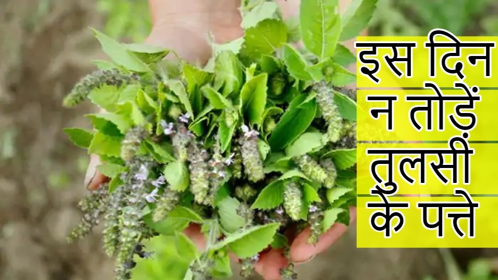 Tulsi ke Upay: जानें किस दिन तुलसी का पत्ता तोड़ना माना जाता है अशुभ