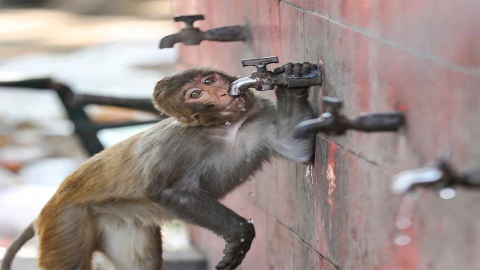 TRS सांसद प्रभाकर रेड्डी की मांग, इलाके में बंदरों का उत्पात; सरकार कराए नसबंदी