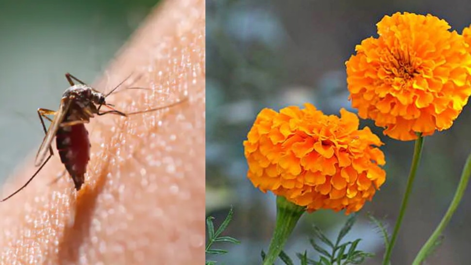 Mosquito Repellent Plants: मच्छरों से बचना चाहते हैं तो आज ही घर ले आएं ये 5 पौधे