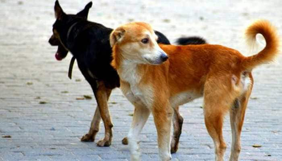 इलाके के लोगों को काट रहे थे कुत्ते, हाईकोर्ट ने 2 सांसदों को किया सस्पेंड, दी ये सजा इलाके के लोगों को काट रहे थे कुत्ते, हाईकोर्ट ने 2 सांसदों को किया सस्पेंड, दी ये सजा